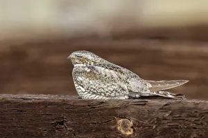 Nighthawk: Common Nighthawk - perched on fence post