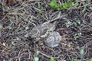 Crypsis: Common Nighthawks