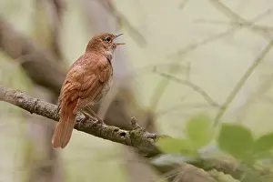 Nightingales: Common Nightingale