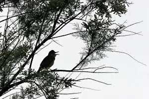 Megarhynchos: Common Nightingale