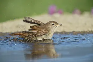Valleys: Common Nightingale (Luscinia megarhynchos) bathing in waterhole