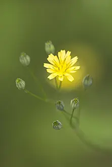 Cress: Common Nipplewort (Lapsana communis) flowering