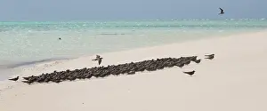 Anous: Common Noddies facing a stiff breeze Michaelmas Cay G