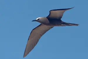 Anous: Common Noddy - In flight