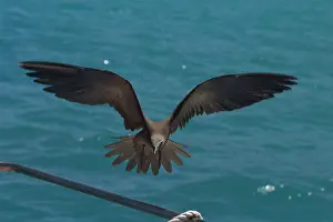 Keeling: Common Noddy Tern