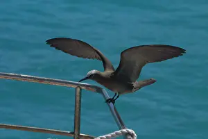 Keeling: Common Noddy Tern