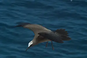 Keeling: Common Noddy Tern - In flight