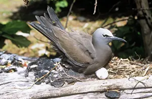 Anous: Common Noddy TERN - on nest, with eggs