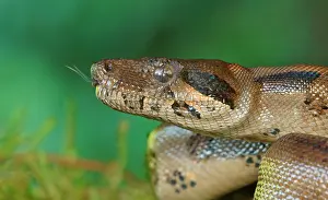 Imperator: Common Northern Boa (Boa constrictor imperator)