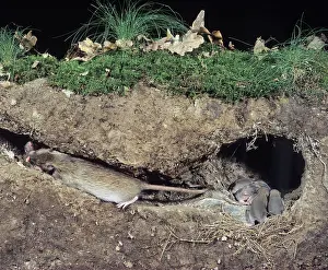 Norvegicus: Common / Norway / Brown Rat - litter in nest with