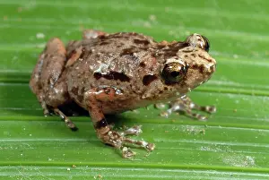 Nursery: Common Nursery Frog