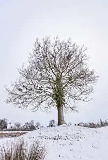 Fagales: COMMON OAK