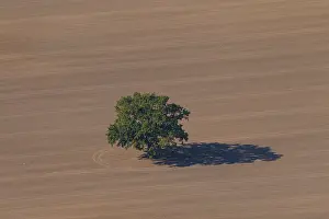 Robur: Common Oak, English Oak - lonely oak in autumn -