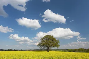 Biofuel: Common Oak in flowering rape field