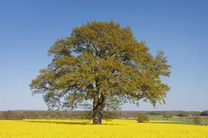 Biofuel: Common Oak in flowering rape field