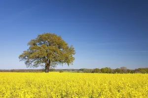 Biofuel: Common Oak in flowering rape field