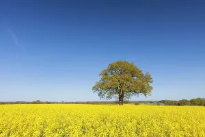 Biofuel: Common Oak in flowering rape field