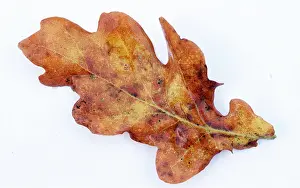 David C Dixon: COMMON OAK LEAF