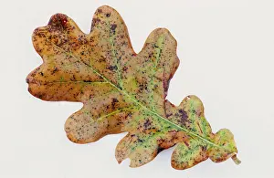 David C Dixon: COMMON OAK LEAF - Showing necrotic spots meaning it is dying