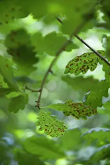 Bach: Common oak, Quercus robur, leaves infested with the common s