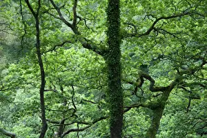 Bach: Common oak, Quercus robur, Side view of upper branches