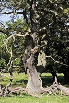 Common Oak Tree