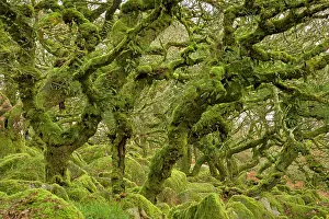 Creepy: Common Oak Trees ancient gnarled mossy woodland