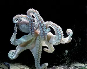 Suckers: Common OCTOPUS