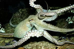 Suckers: Common Octopus