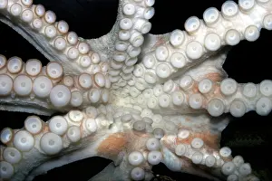 Suckers: Common Octopus