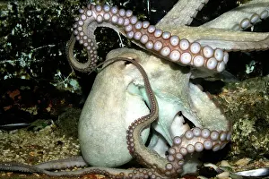 Octopuses: Common Octopus