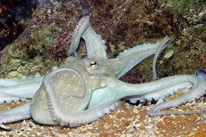 Octopuses: Common Octopus