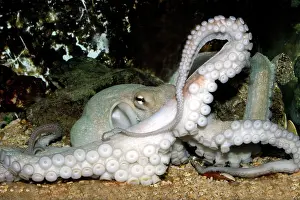 Octopuses: Common Octopus
