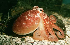 Octopuses: Common OCTOPUS -
