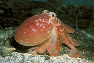 Octopuses: Common Octopus