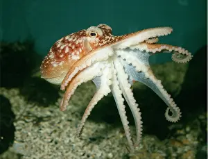 Octopuses: Common Octopus