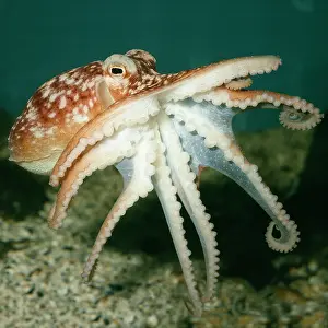 Octopuses: Common Octopus