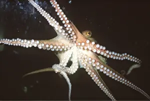 Tentacles: Common OCTOPUS - from below