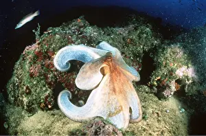 Tentacles: Common OCTOPUS