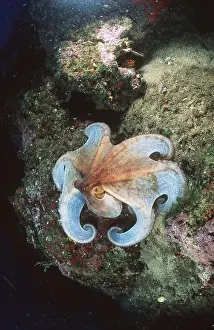 Tentacles: Common OCTOPUS