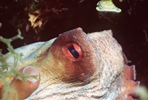 Kurt Amsler: Common OCTOPUS - Close up of eye