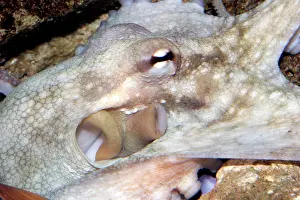 Funnel: Common Octopus - close-up of head showing funnel and gills