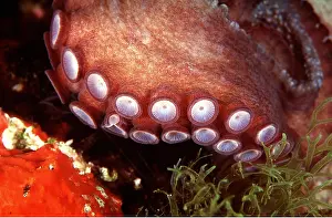 Showing: Common OCTOPUS - close-up of tentacle showing suckers