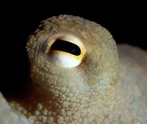 Octopuses: Common Octopus - eye