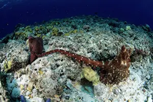 Cyanea: Common octopus, Octopus cyanea, mating, Witu Islands, West N