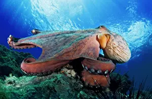Common Octopus (Octopus vulgaris). La Gomera, Canary