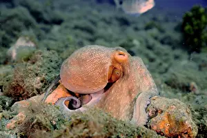 Gran: Common octopus (Octopus vulgaris), El Cabron marine
