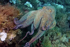 Bitten: Common Octopus (Octopus vulgaris) with bitten off
