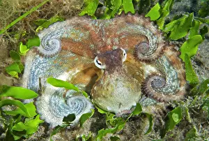 Octopoda: Common Octopus (Octopus vulgaris) on bottom, Tenerife
