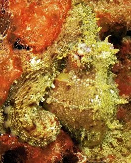 Camouflages: Common octopus (Octopus vulgaris) camouflages it